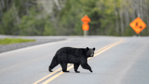 Black bear crossing highway