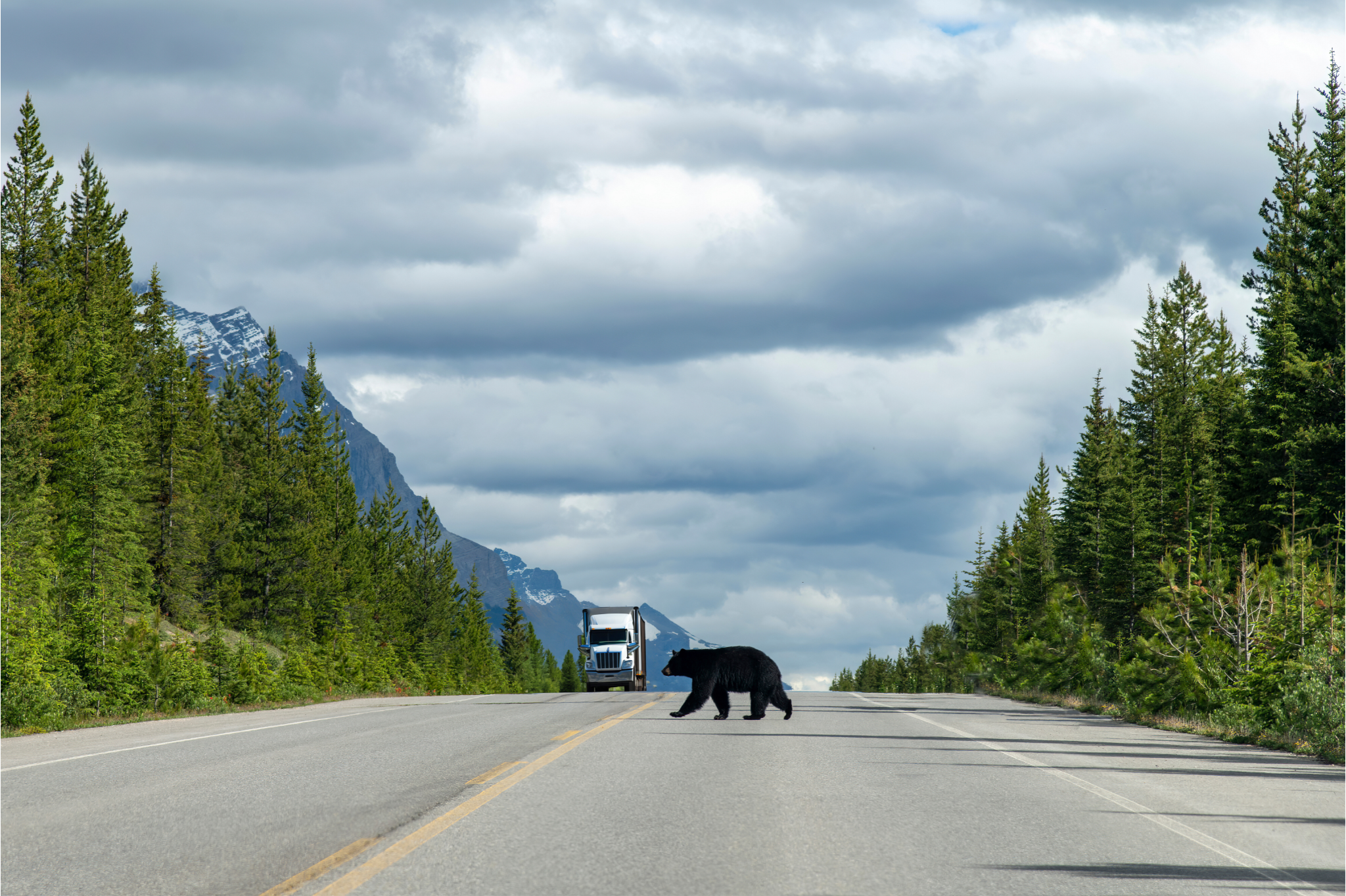 TDOTBlackbearWarning